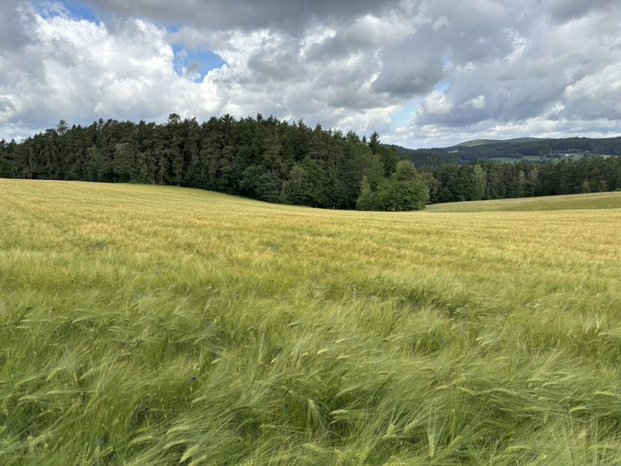 Reifendes Getreidefeld vor einem Waldrand unter einem Himmel mit hohen Wolken