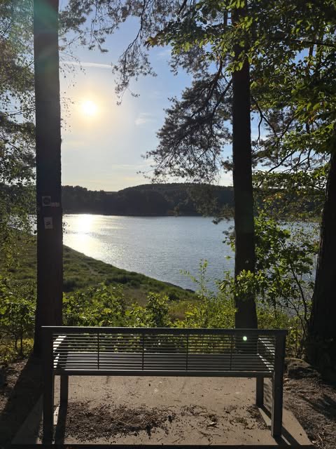 Abendsonne über dem Eixendorfer See, im Vordergrund eine leere Bank unter Kiefern